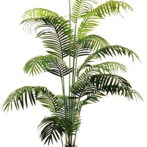 Areca Palm