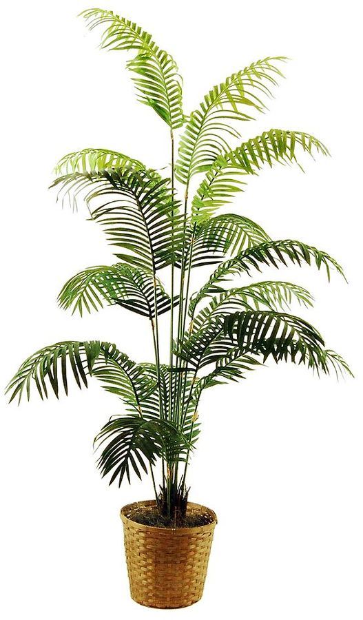 Areca Palm