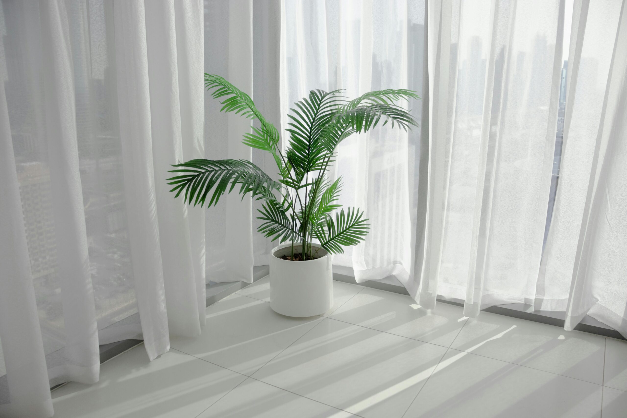 A potted Areca Palm by white curtains with soft natural light in a modern indoor setting.