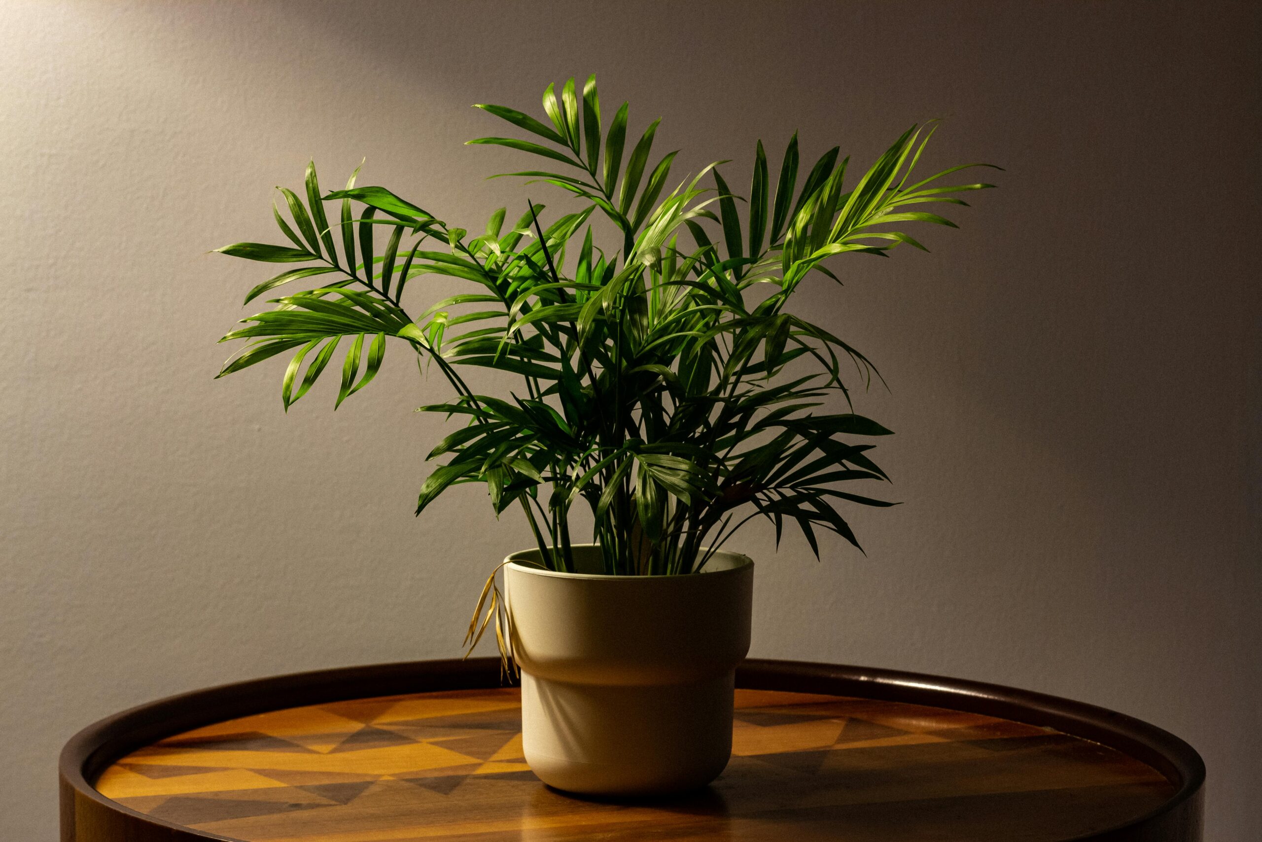 A dramatic indoor areca palm illuminated with soft lighting on a wooden table, perfect for modern interior design.
