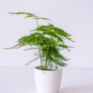 Asparagus Fern