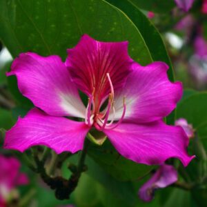 Kanchar (Bauhinia purpurea)