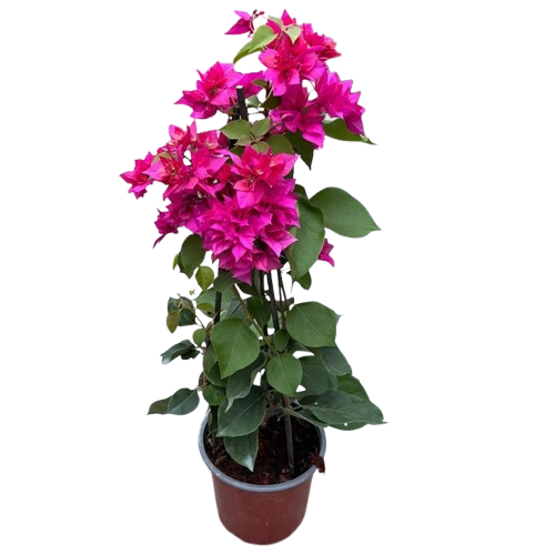 Bougainvillea - Image 3