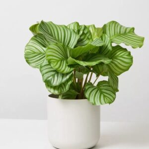Calathea Orbifolia