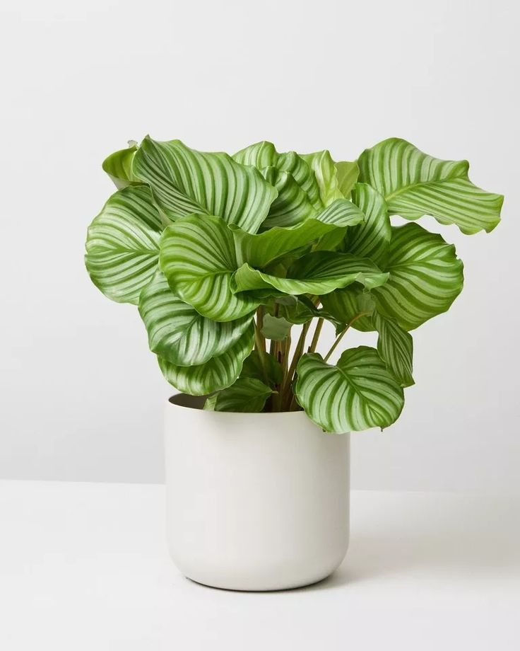 Calathea Orbifolia