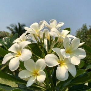 Champa (Plumeria)