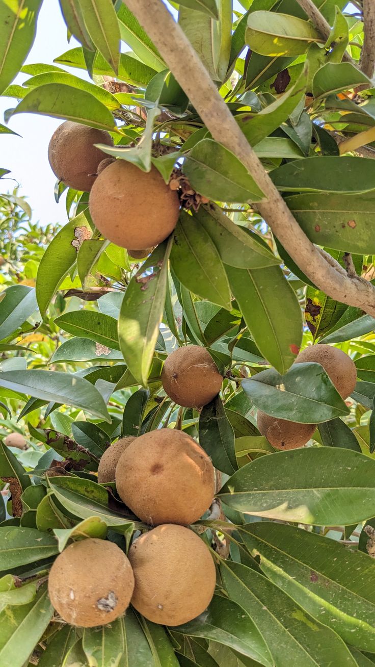 Chickoo (Sapota) - Image 3