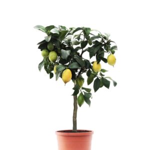 Lemon Plant (Nimbu)