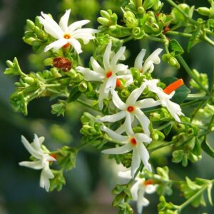 Harshingar (Parijat/Night-flowering Jasmine)