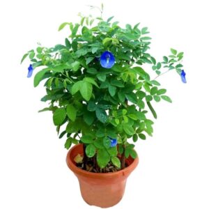 Aparajita (Butterfly Pea Plant)