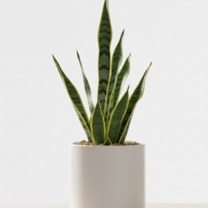 Snake Plant