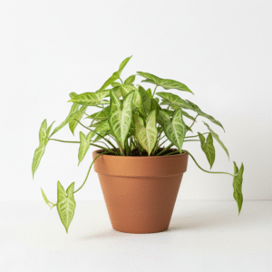 Syngonium Arrowhead/Goosefoot Plant