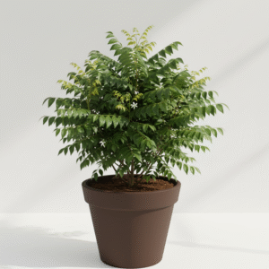 Curry Leaves Plant
