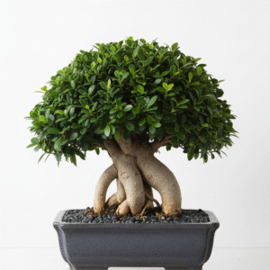 Ficus Bonsai (Indian Laurel Bonsai)