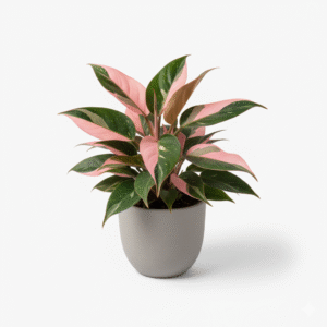 Philodendron Pink Princess