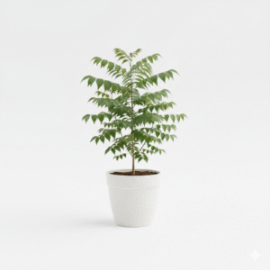 Neem Plant