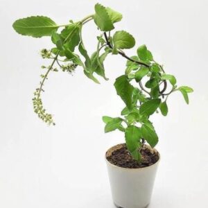 Tulsi (Holy Basil)