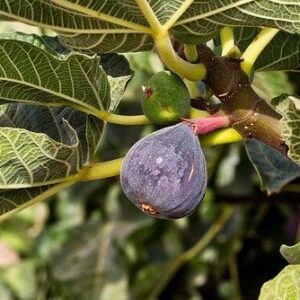 Anjeer (Fig