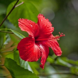 Hibiscus Plant