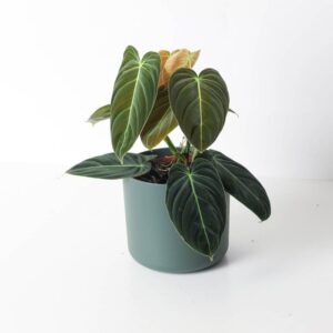 Philodendron Melanochrysum