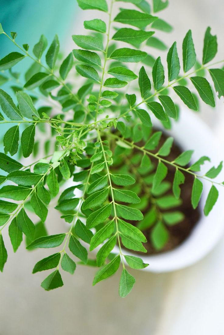 Curry Leaves Plant - Image 2