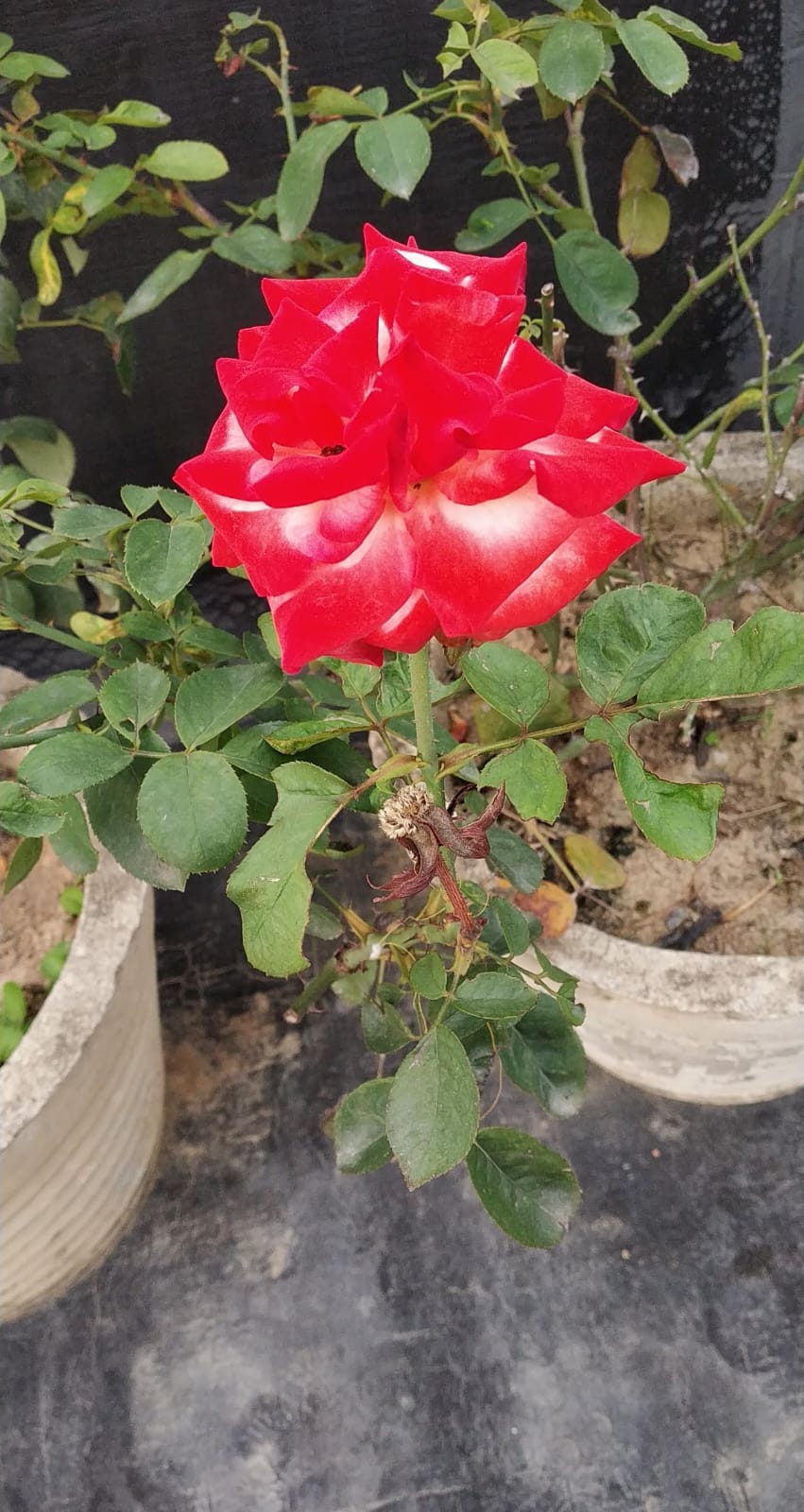 Rose Plant - Image 8