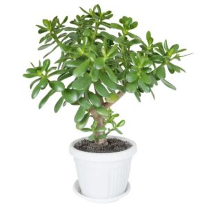 Jade Plant