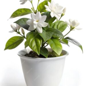 Mogra (Jasmine)