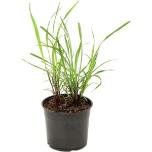 Lemon Grass