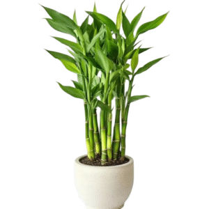 Lucky Bamboo (2 Layers)