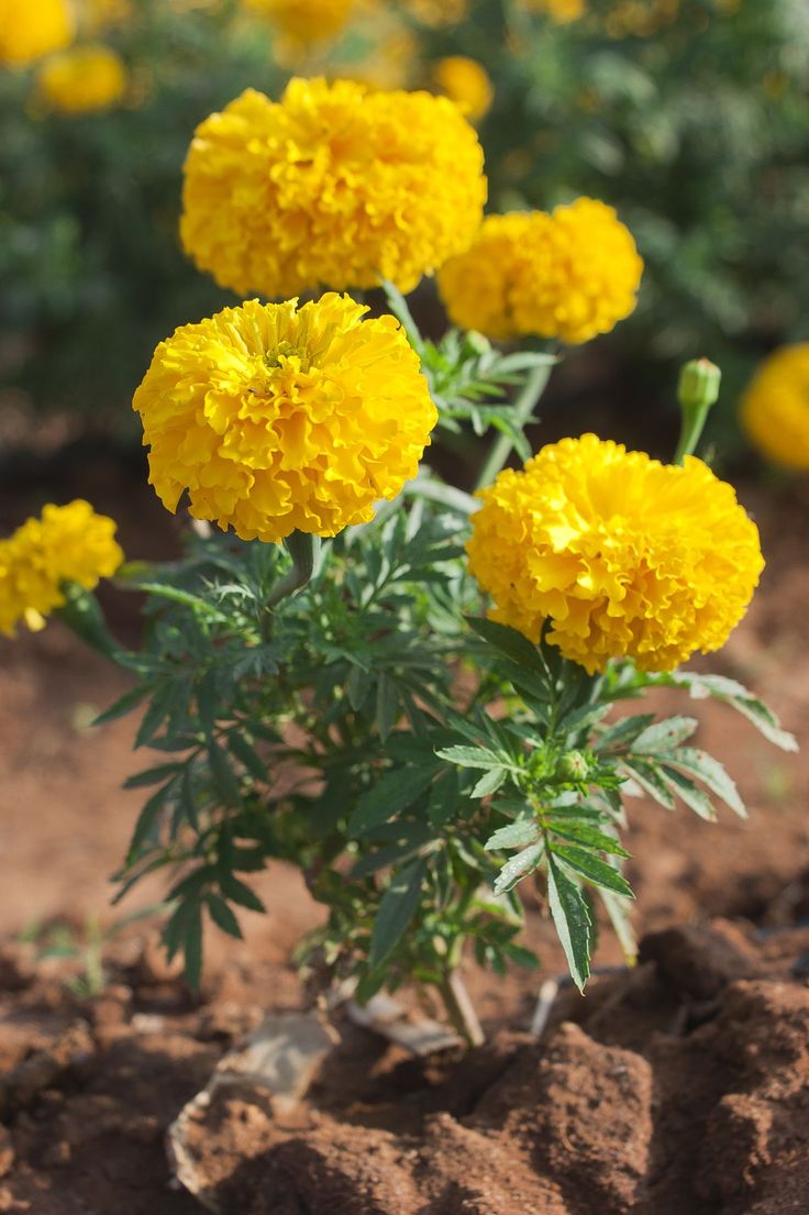 Marigold - Image 2