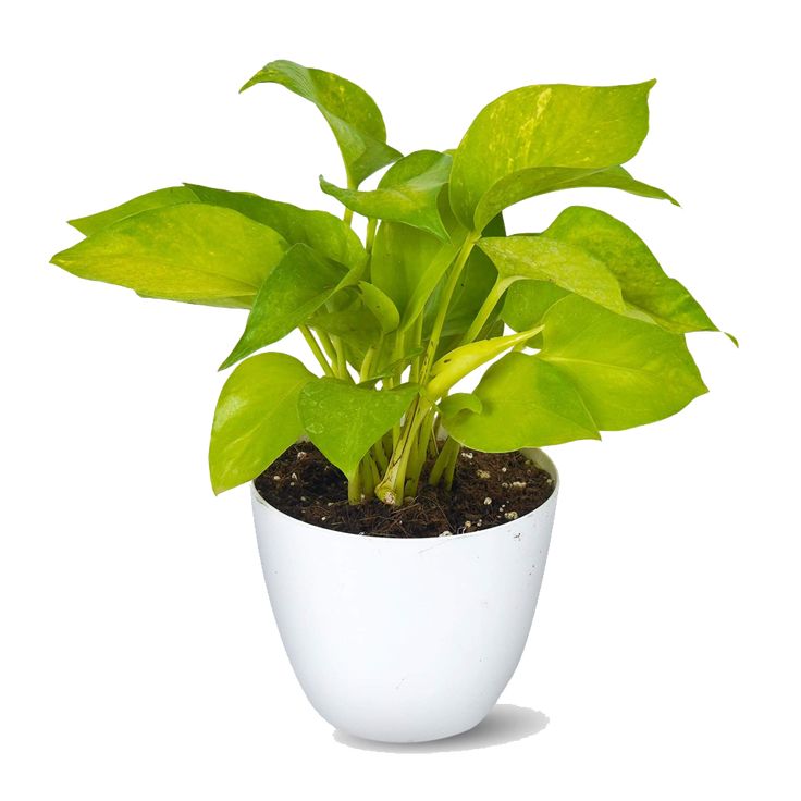 Money Plant (Golden)
