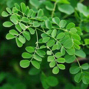 Moringa Plant