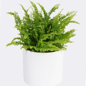 Boston Fern