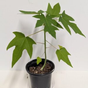 Papaya Plant