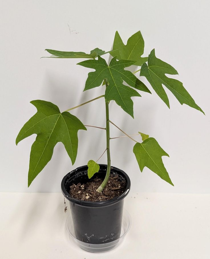 Papaya Plant