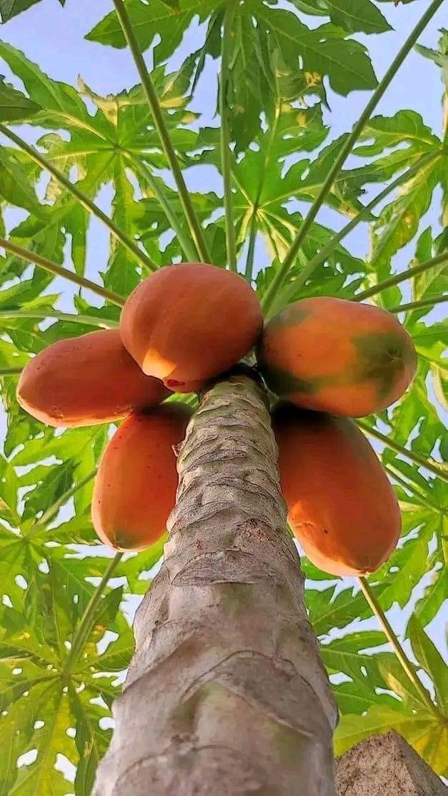 Papaya Plant - Image 3
