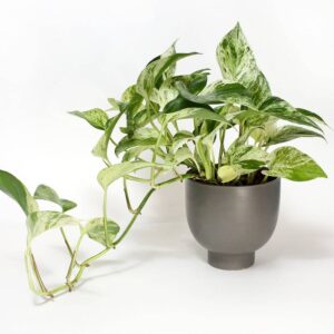 Pothos Marble Queen