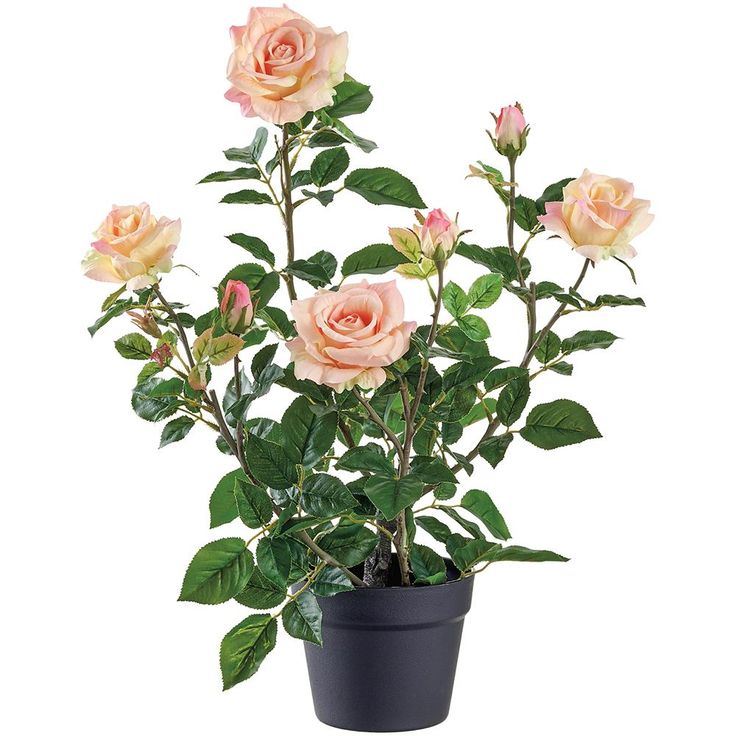 Rose Plant - Image 6