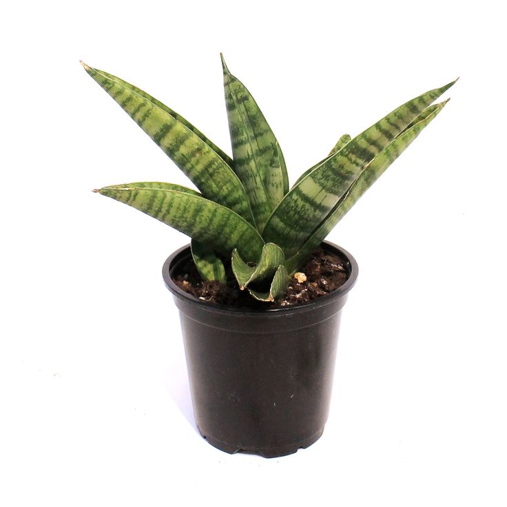 China Snake Plant