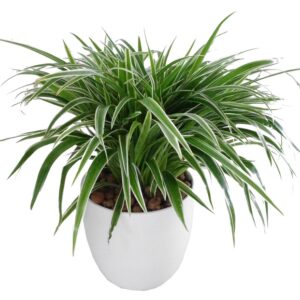 Spider Plant