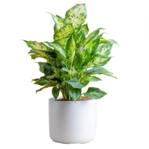 Dieffenbachia (Dumb Cane Plant)