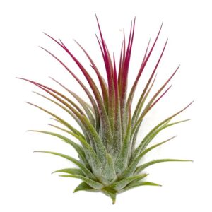 Tillandsia (Air Plant)