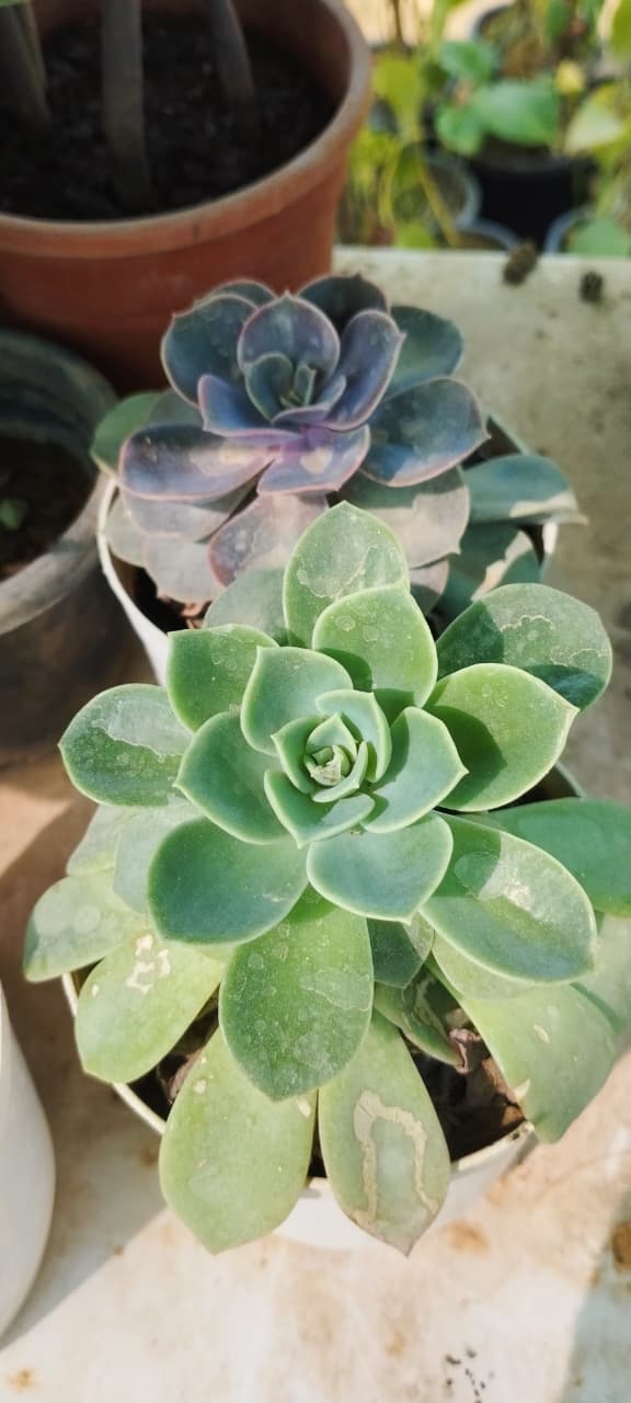 Lakshmi Kamal - Image 2