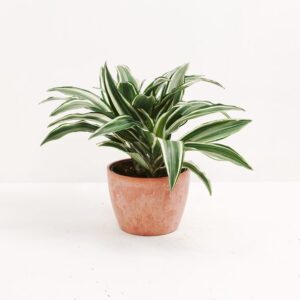 Dracaena Plant