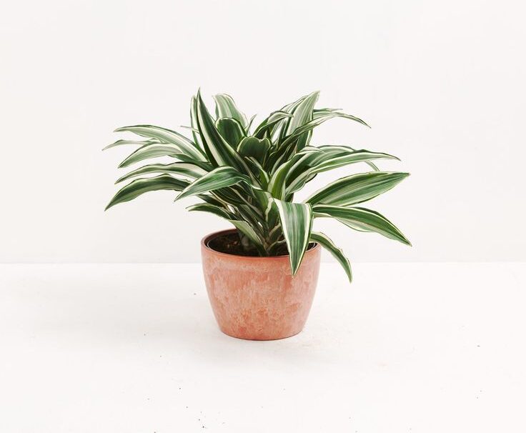 Dracaena Plant