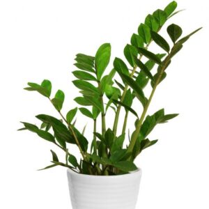 Perfect for low light & zero fuss