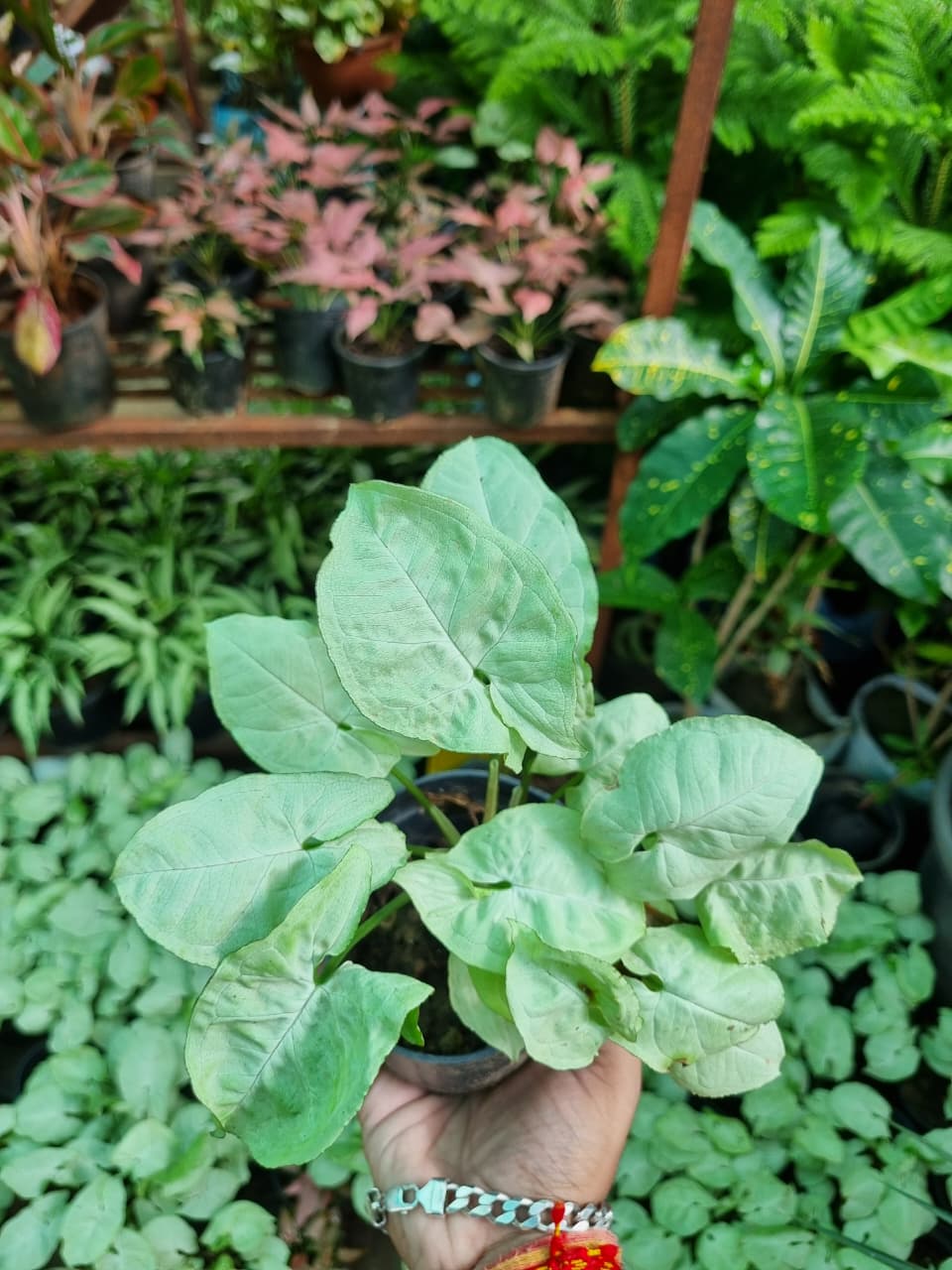 Syngonium Arrowhead/Goosefoot Plant - Image 4