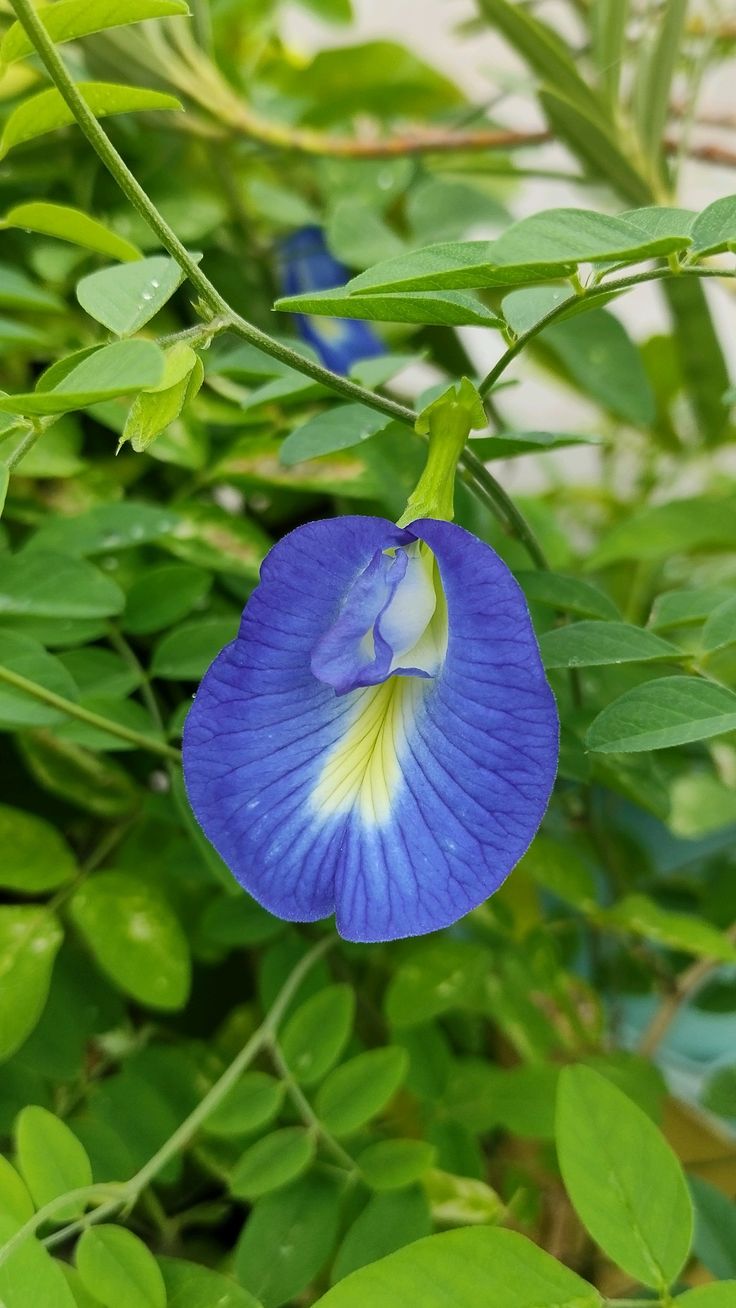 Aparajita (Butterfly Pea Plant) - Image 3