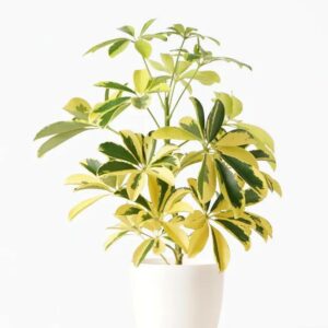 Schefflera Golden Amate